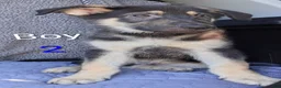 German Shepherd dogs for sale: German Shepherd 2 - Ad 2