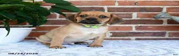 Puggle dogs for sale: Sunnie - Ad 3