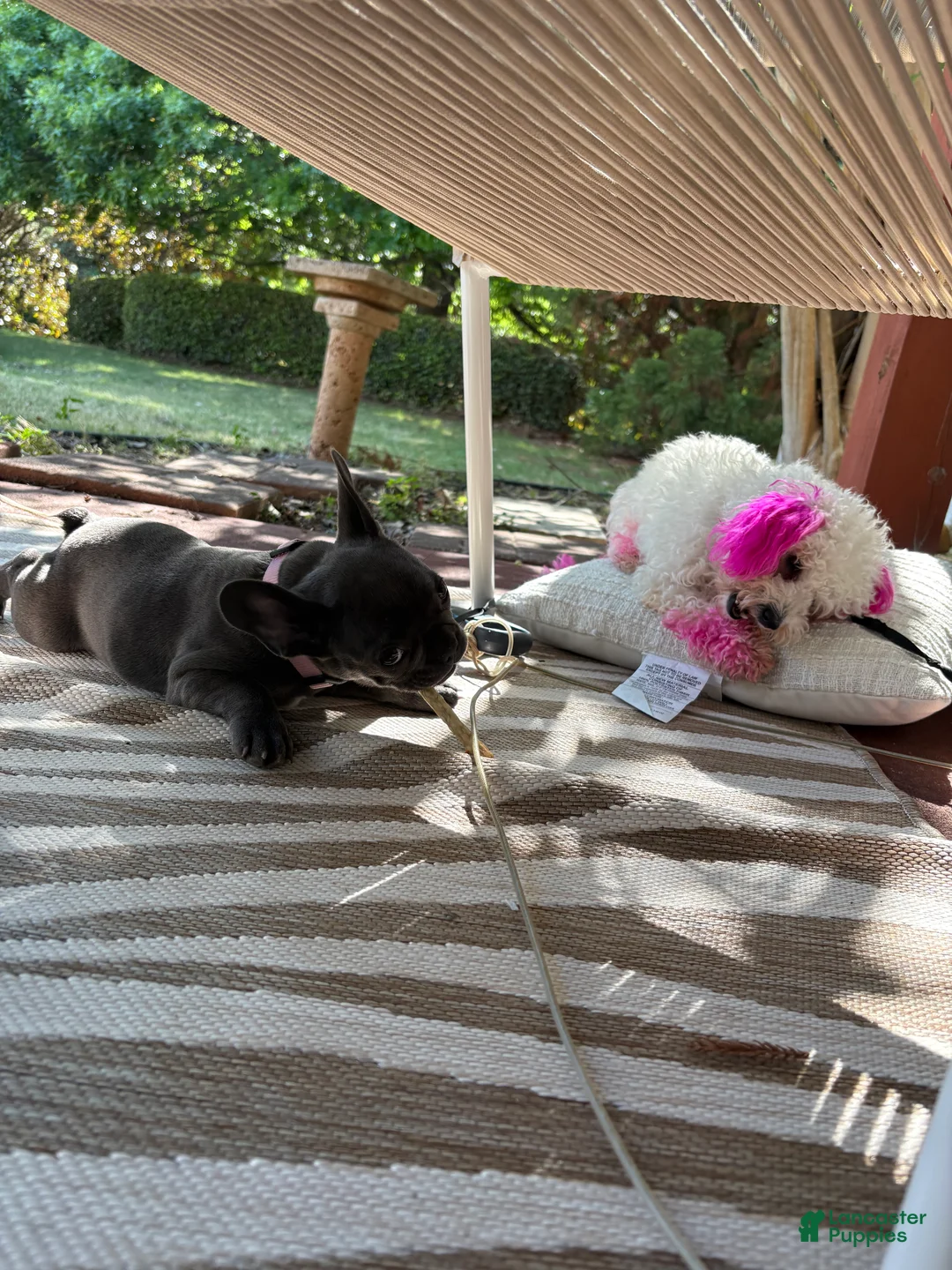 Maltipoo dogs for sale: Maltipoo 2 - Ad 10