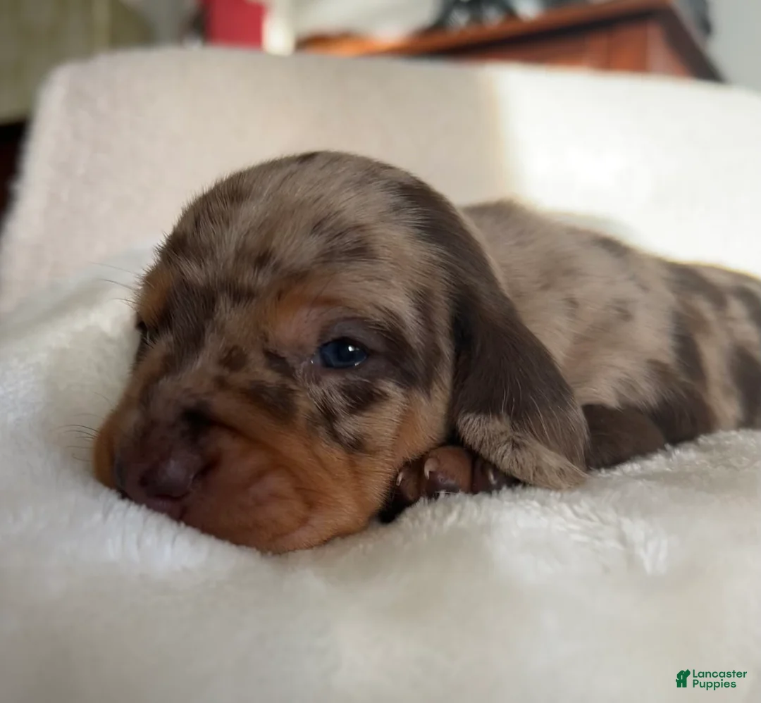 Miniature Dachshund dogs for sale: Moxy - Ad 3