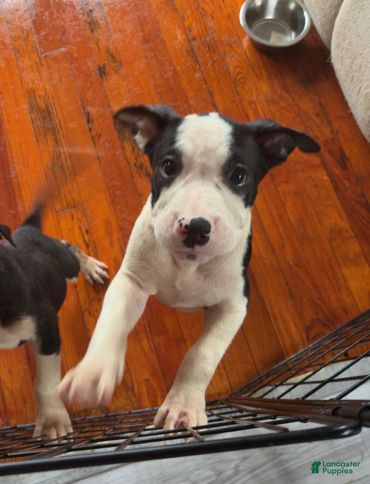 American Pit Bull Terrier dogs American Pit Bull Terrier 1 - Ad 33