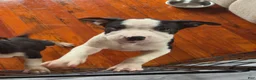 American Pit Bull Terrier dogs for sale: American Pit Bull Terrier 1 - Ad 1