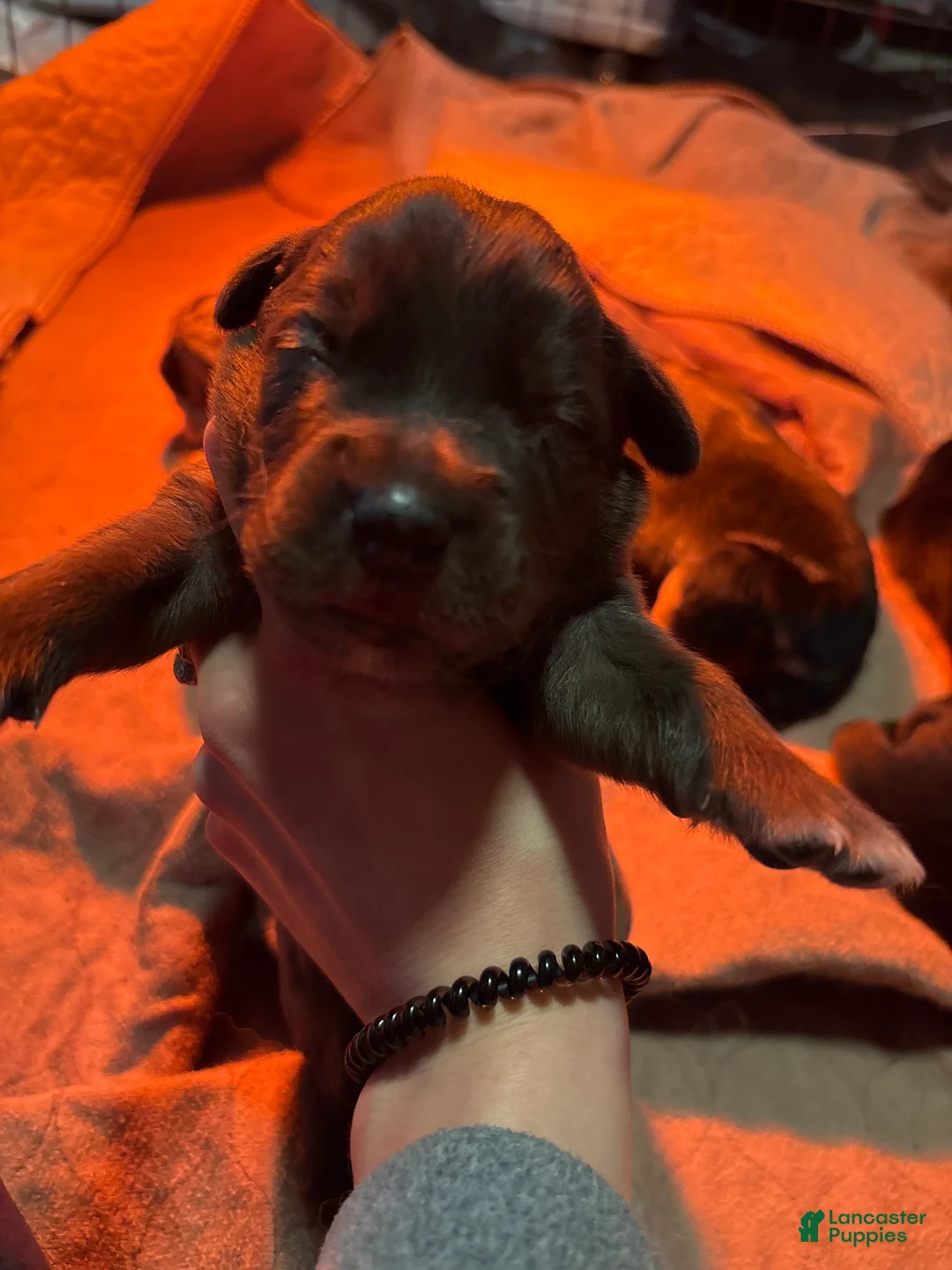 Mixed Breed dogs for sale: Mixed Breed Puppy 5 - Ad 7