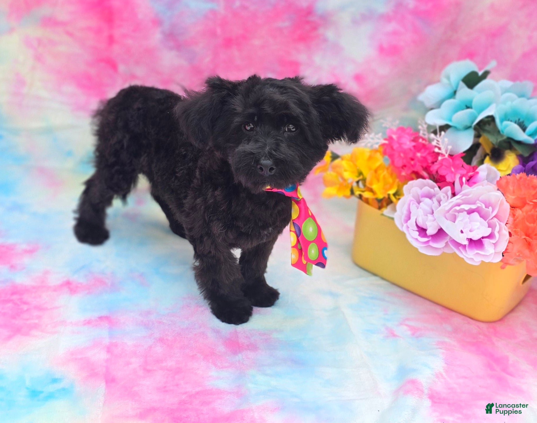Mixed Breed dogs Noodle Morkipoo  - Ad 2