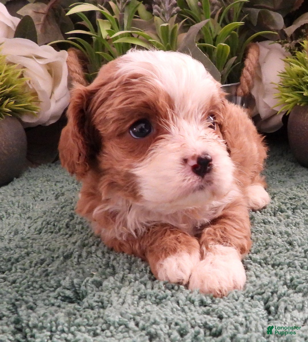Cavapoo dogs for sale: Cavapoo Female #4 (Autumn's) - Ad 2