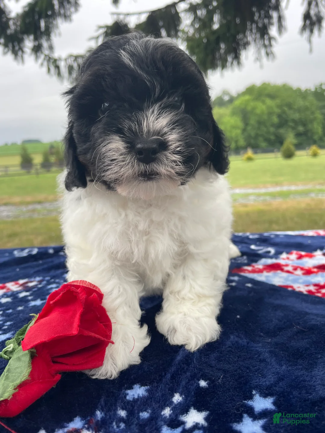 Shihpoo dogs for sale: Shane - Ad 4