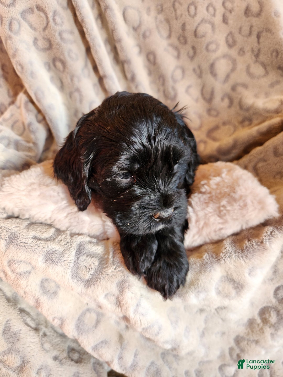 Mixed Breed dogs for sale: Leo - Ad 6