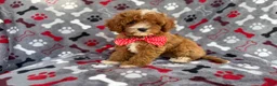 Cavapoo dogs for sale: Leo - Ad 4