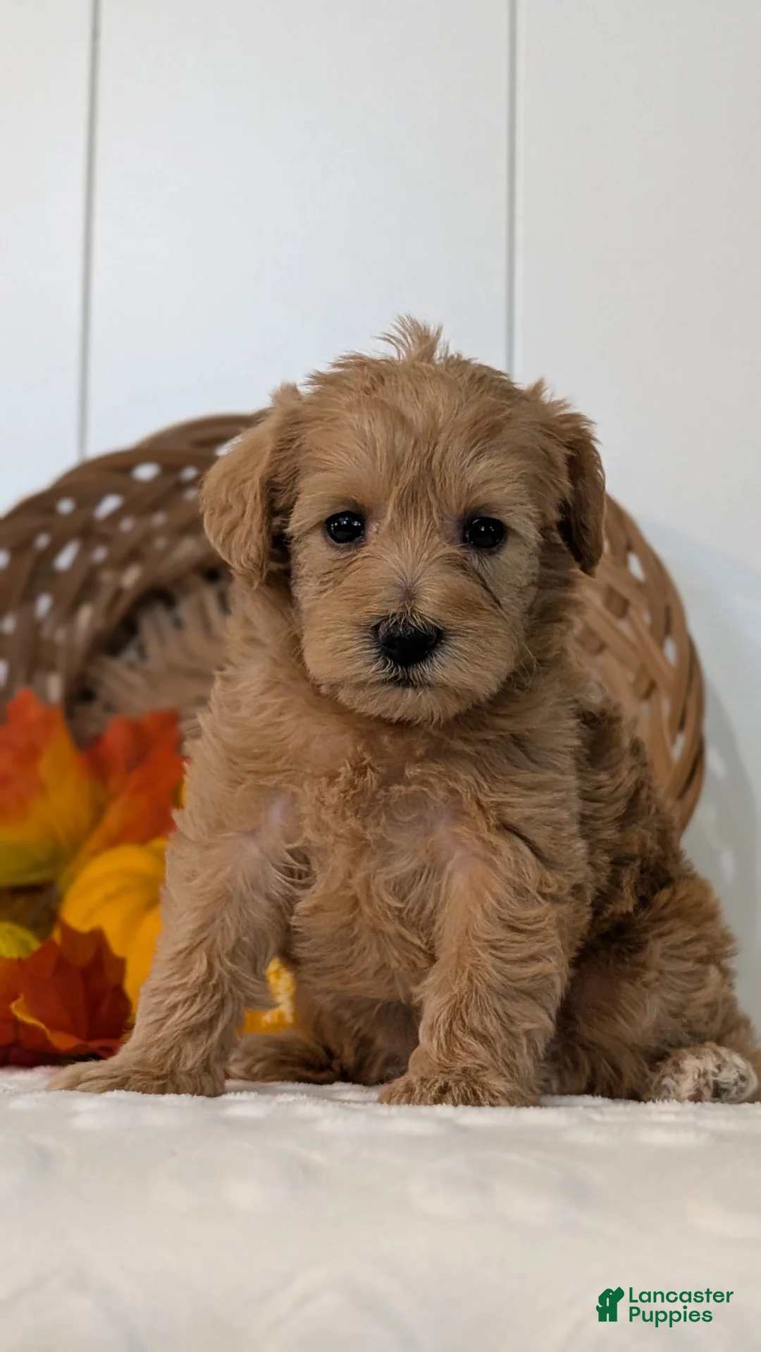 Schnoodle dogs for sale: Roxy - Ad 2