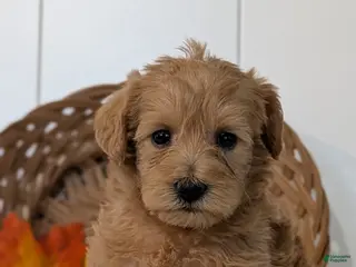 Schnoodle dogs Roxy - Ad 2