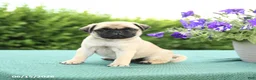 Pug dogs for sale: Jade - Ad 3