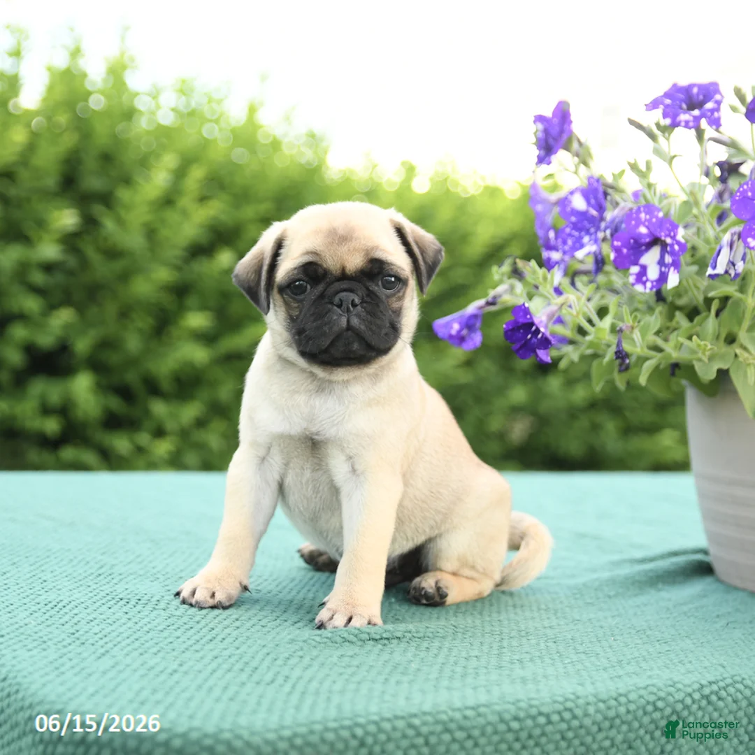 Pug dogs for sale: Jade - Ad 3