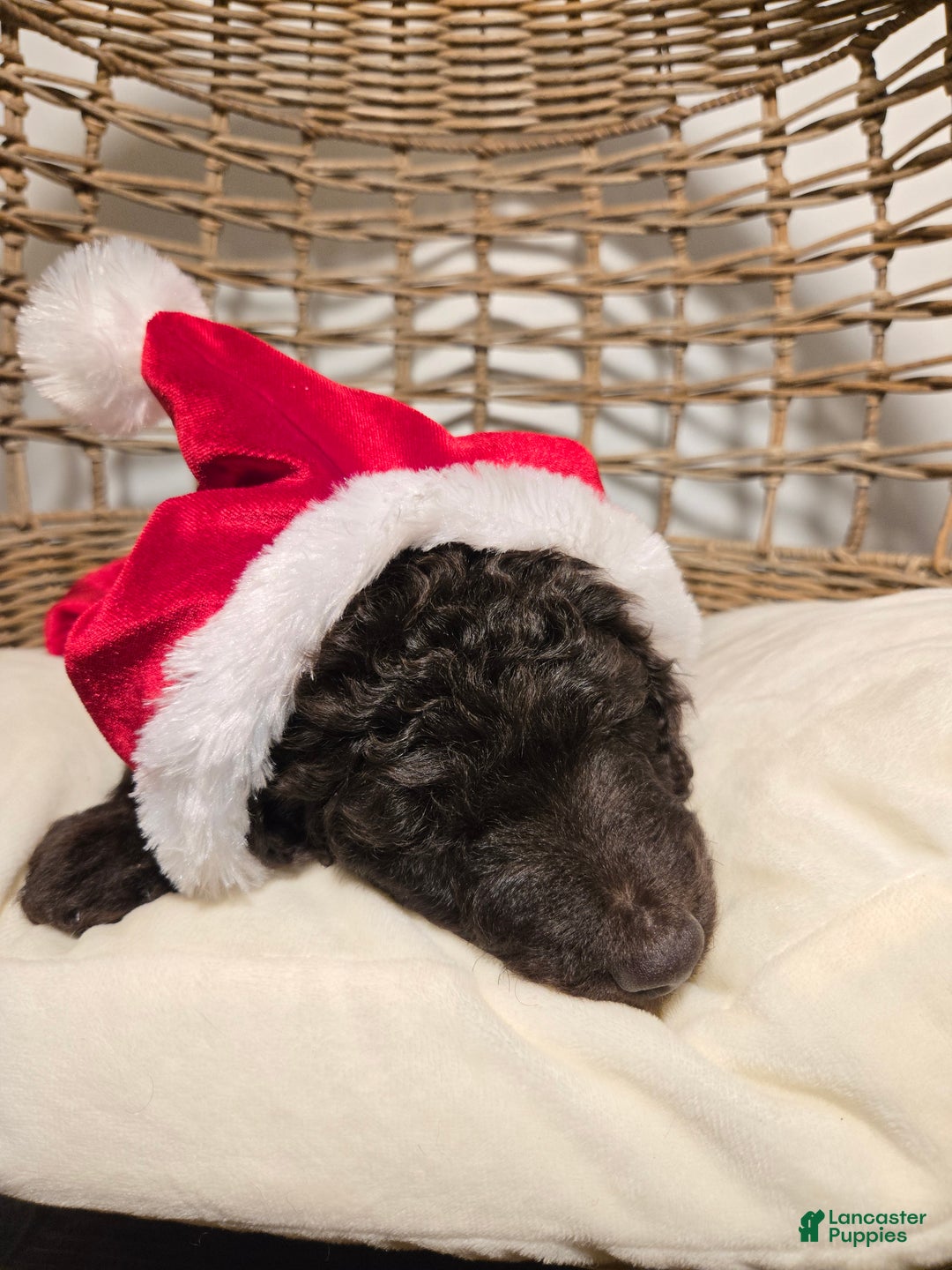 Goldendoodle dogs for sale: Coffee - Ad 2