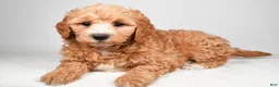 Mini Goldendoodle dogs for sale: Maria - Ad 3