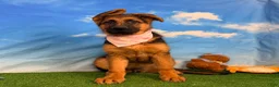 German Shepherd dogs for sale: Odelia - Ad 3