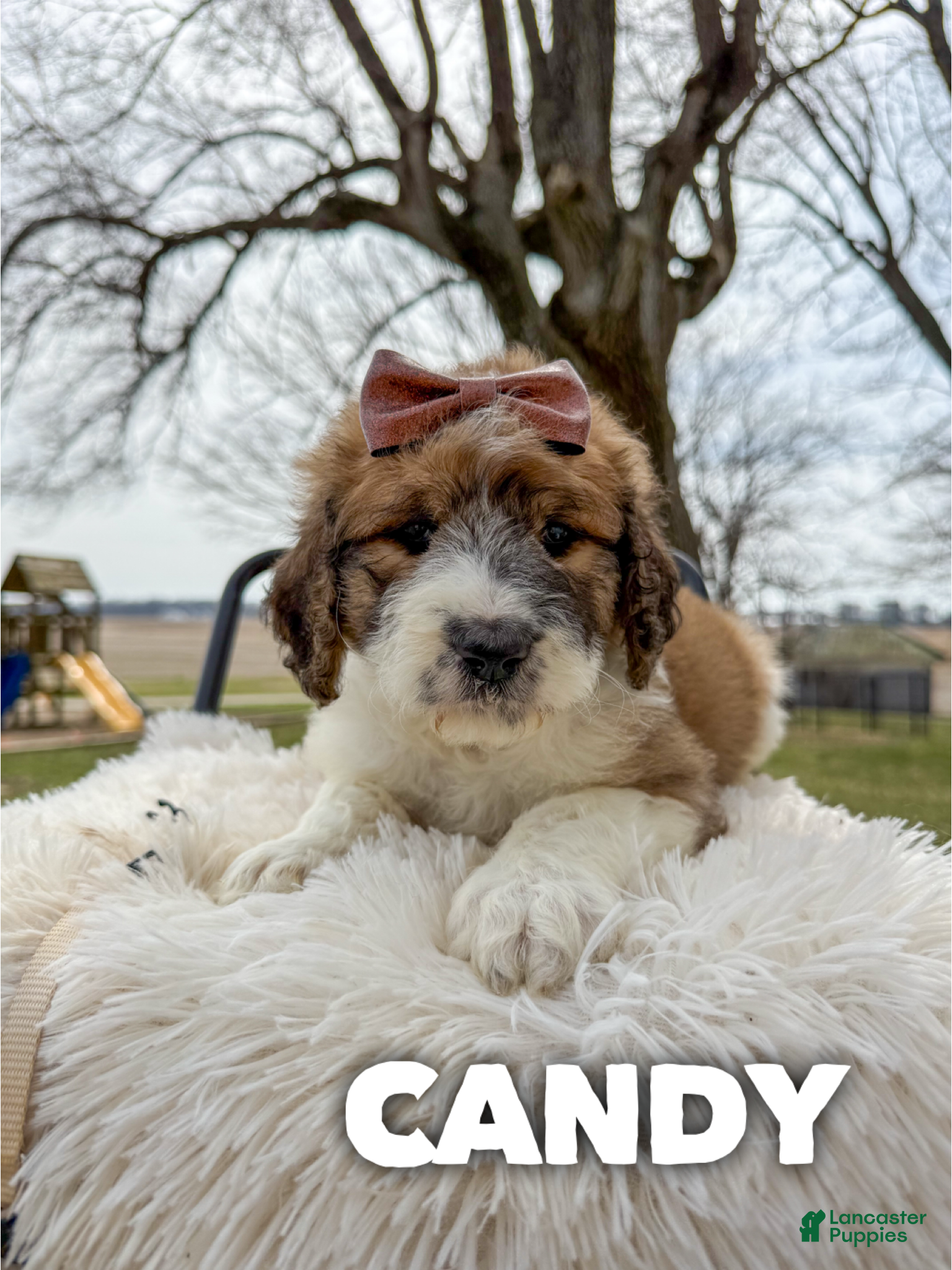 Saint Berdoodles dogs Candy - Standard F1b - Ad 1