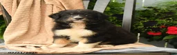 Australian Shepherd dogs for sale: Mia  - Ad 2