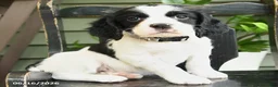 English Springer Spaniel dogs for sale: Dakota - Ad 2