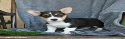 Welsh Corgi Pembroke dogs for sale: Fluffy - Ad 4