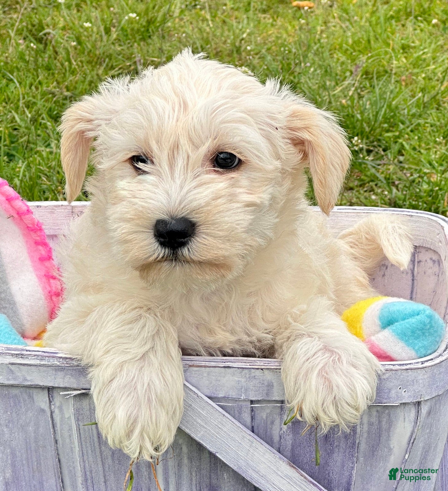 Miniature Schnauzer dogs Miniature Schnauzer Mollie - Ad 21