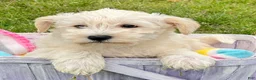 Miniature Schnauzer dogs for sale: Miniature Schnauzer Mollie - Ad 1