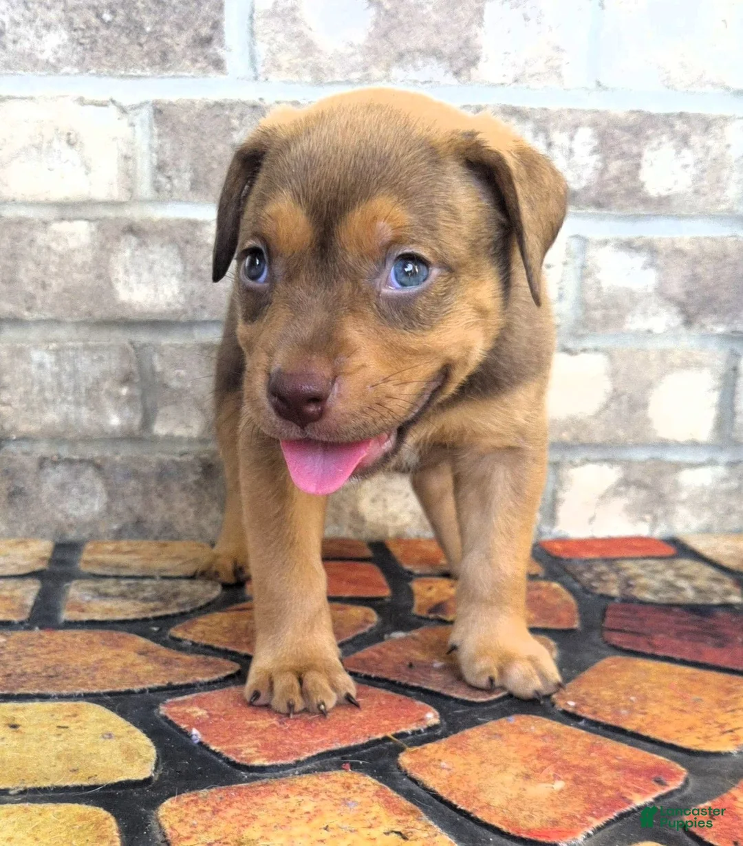 American Bully dogs for sale: "SNOOP DOGG" LILAC TRI COLOR - Ad 2