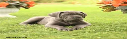 Cane Corso dogs for sale: Dallas - Ad 4