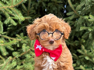 Mini Goldendoodle dogs - Ad 22