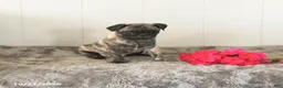 Pug dogs for sale: Maggie - Ad 3