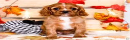 Cavalier King Charles Spaniel dogs for sale: Jimmie - Ad 2