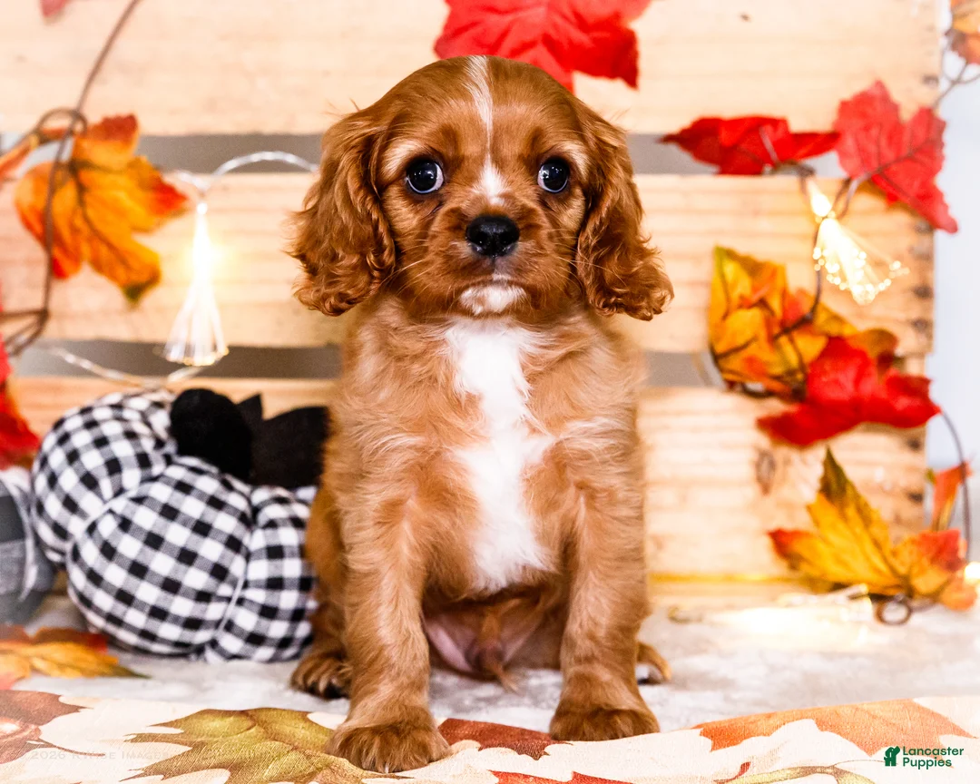 Cavalier King Charles Spaniel dogs for sale: Jimmie - Ad 2
