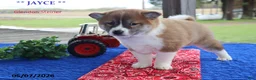 Shiba Inu dogs for sale: Jayce - Ad 3