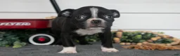 Boston Terrier dogs for sale: Hershey - Ad 3