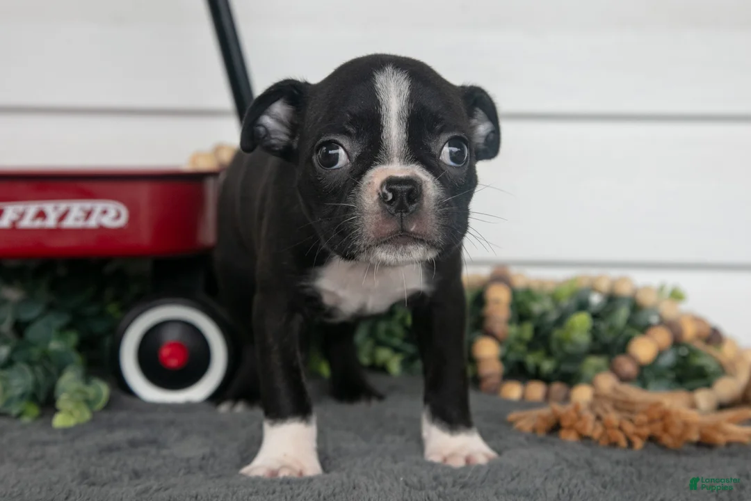 Boston Terrier dogs for sale: Hershey - Ad 3