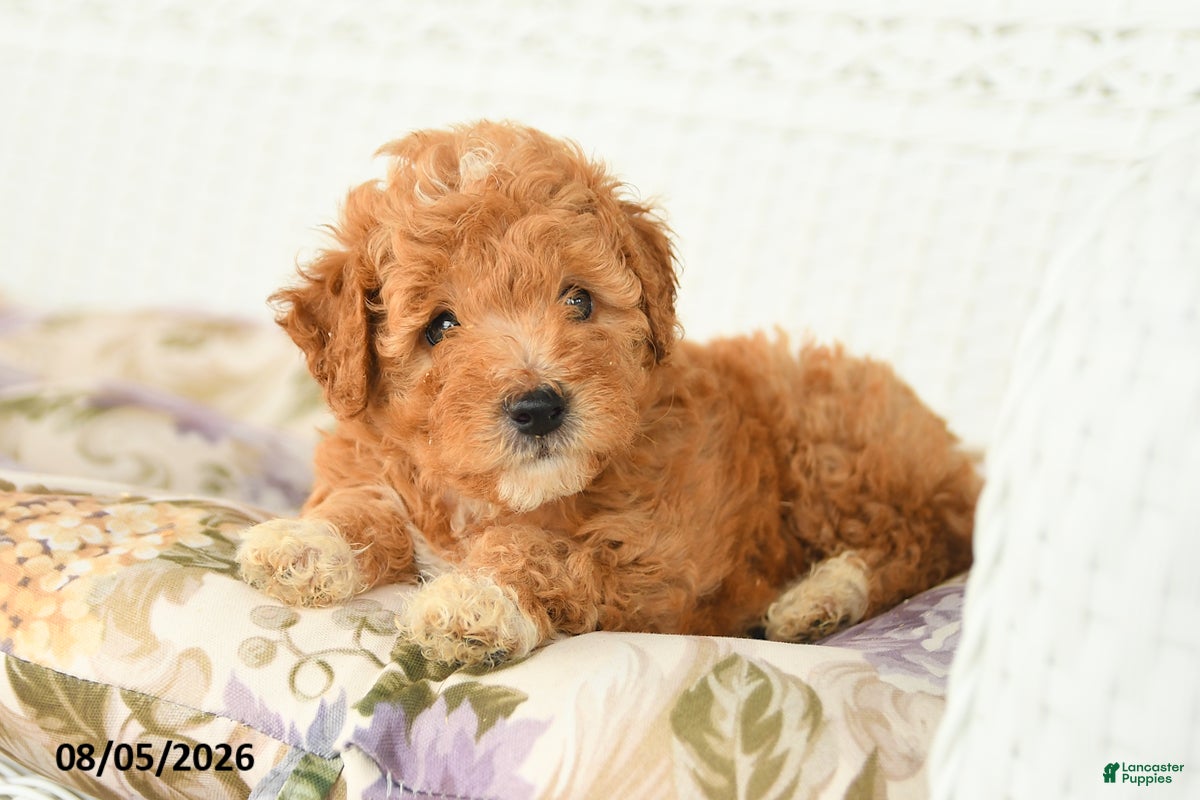 Miniature Poodle dogs Asher - Ad 2