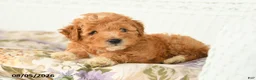 Miniature Poodle dogs for sale: Asher - Ad 2
