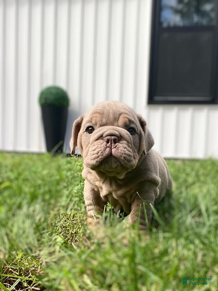 English Bulldog dogs ELMER - Ad 38