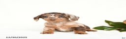 Miniature Dachshund dogs for sale: Cherub - Ad 5