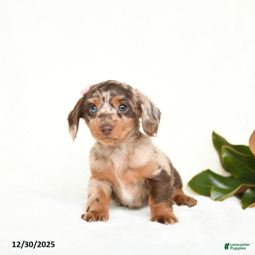 Miniature Dachshund dogs for sale: Cherub - Ad 5