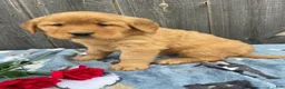 French Bulldog dogs for sale: Zoey LONG HAIRED - Ad 7