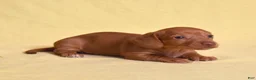 Miniature Dachshund dogs for sale: Espresso - Ad 8