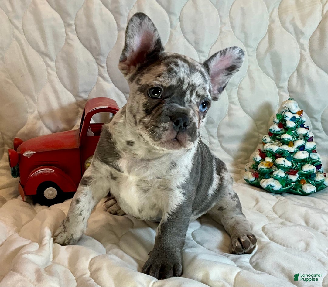 French Bulldog dogs for sale: Tracker - Ad 1