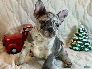 French Bulldog dogs Tracker - Ad 3