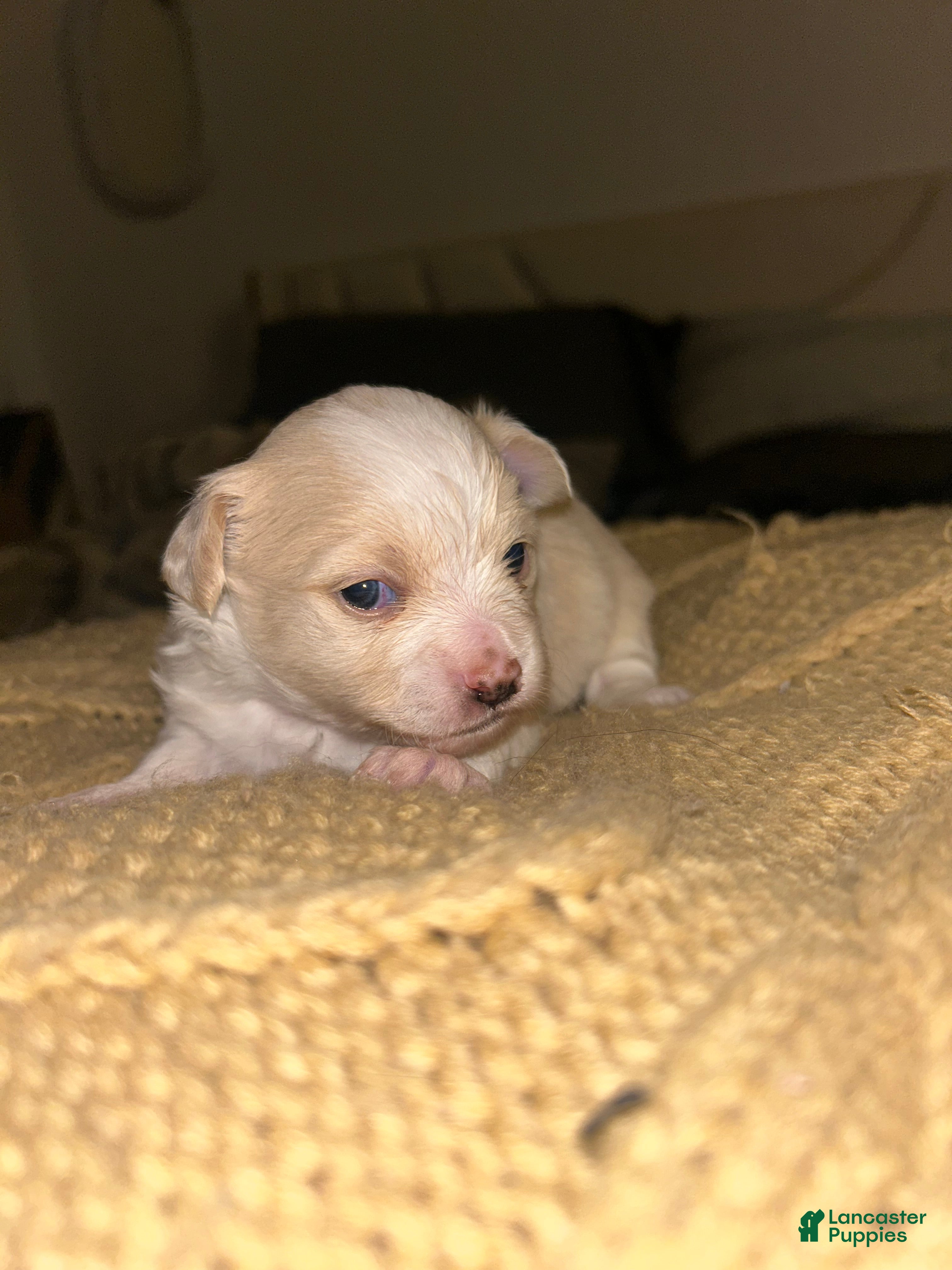 Chihuahua dogs Chihuahua Puppy 1 - Ad 34