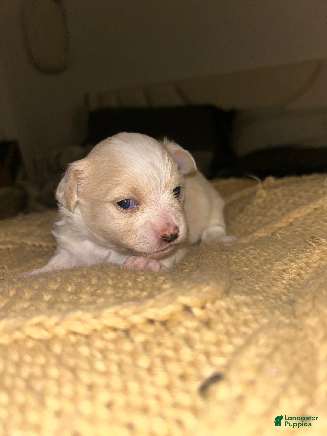 Chihuahua dogs for sale: Chihuahua Puppy 1 - Ad 1