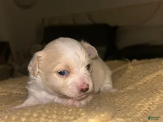 Chihuahua dogs Chihuahua Puppy 1 - Ad 34