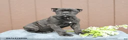 Cane Corso dogs for sale: Brody - Ad 2