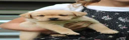 Labrador Retriever dogs for sale: Willow - Ad 2