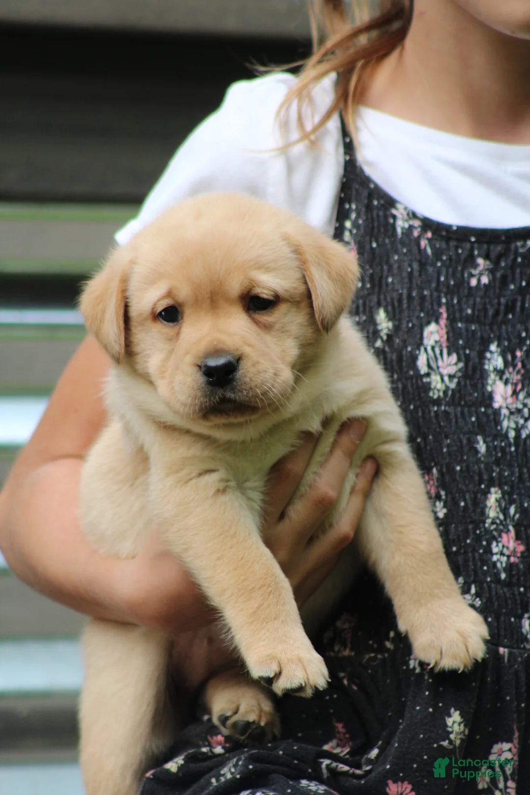 Labrador Retriever dogs for sale: Willow - Ad 2