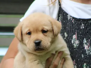 Labrador Retriever dogs Willow - Ad 2